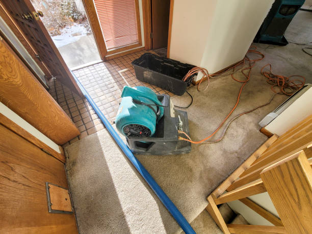 Best Mold removal after water damage  in Westmont, PA